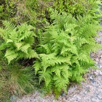 Athyrium distentifolium - Alpine Lady Fern