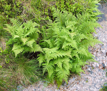 Athyrium distentifolium - Alpine Lady Fern