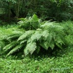 Athyrium filix-femina - Lady Fern