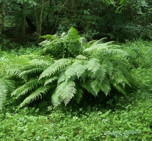 Athyrium filix-femina - Lady Fern