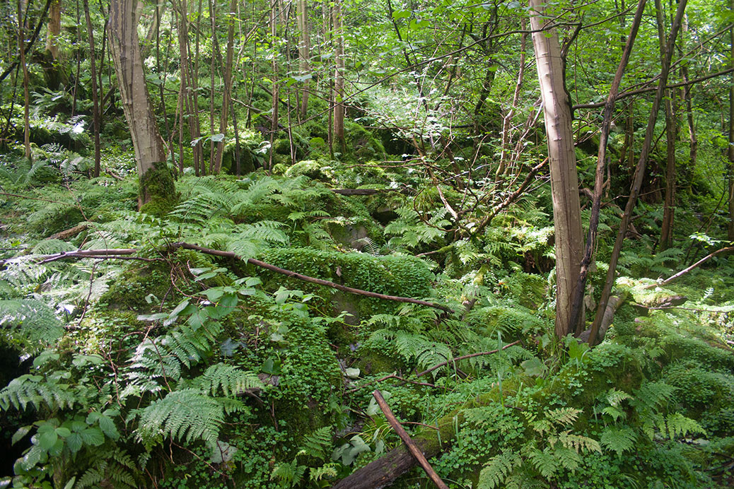 Arncliffe Wood, North Yorkshire